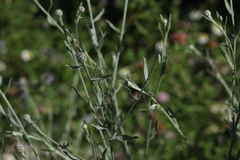 Centaurea ovina