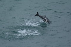 Cephalorhynchus heavisidii