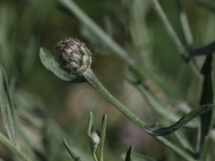 Centaurea ovina
