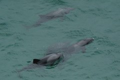 Cephalorhynchus heavisidii