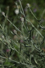 Centaurea ovina