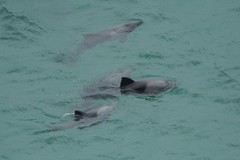 Cephalorhynchus heavisidii