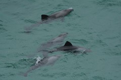 Cephalorhynchus heavisidii