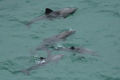 Cephalorhynchus heavisidii