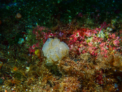 Botrylloides crystallinus