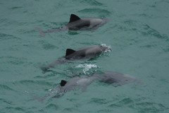 Cephalorhynchus heavisidii