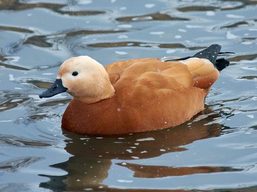 Tarro canelo (Tadorna ferruginea)