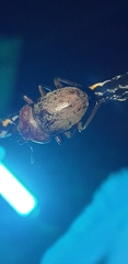Cacostomus squamosus