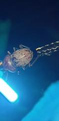 Cacostomus squamosus