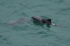 Cephalorhynchus heavisidii