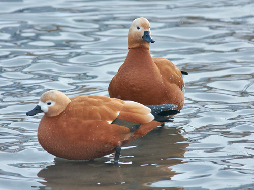 Tarro canelo (Tadorna ferruginea)