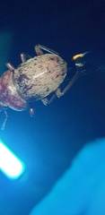 Cacostomus squamosus