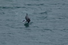 Cephalorhynchus heavisidii