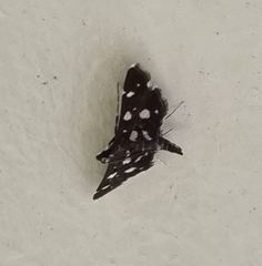 Bocchoris