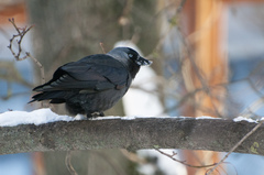 Corvus monedula