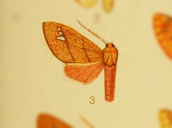 Zatrephes arenosa