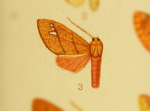 Zatrephes arenosa