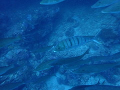 Gnathanodon speciosus