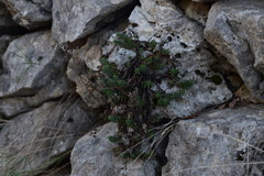 Petrosedum ochroleucum