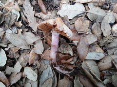 Cortinarius cagei