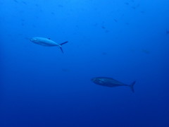 Scomberoides lysan