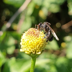 Tetragonilla collina
