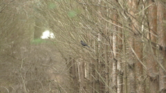 Turdus merula