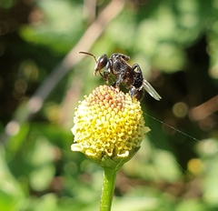 Tetragonilla collina