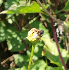 Tetragonilla collina