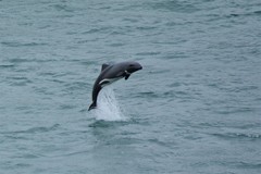 Cephalorhynchus heavisidii