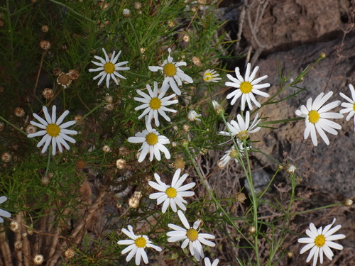 Argyranthemum gracile (Argyranthemum gracile)
