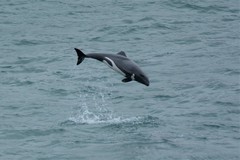 Cephalorhynchus heavisidii