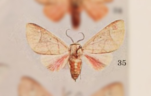 Zatrephes cruciata