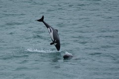 Cephalorhynchus heavisidii