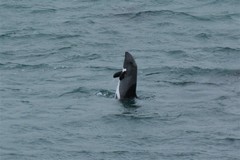 Cephalorhynchus heavisidii