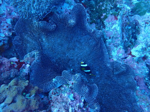 Clark's Anemonefish (Amphiprion clarkii)