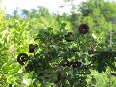 Abarema cochliacarpos