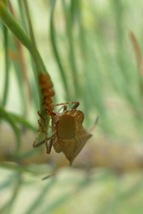 Coreus marginatus
