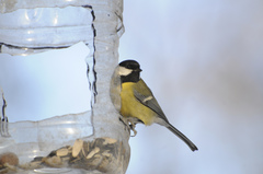 Parus major