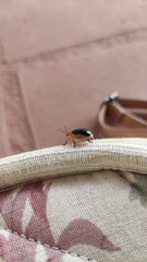 Cacoscelis marginata