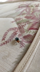 Cacoscelis marginata