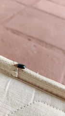 Cacoscelis marginata