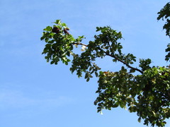 Abarema cochliacarpos