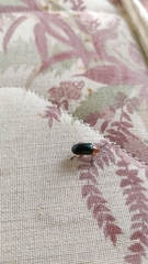 Cacoscelis marginata