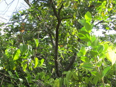 Abarema cochliacarpos