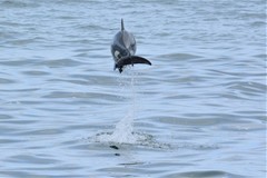 Cephalorhynchus heavisidii