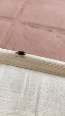 Cacoscelis marginata