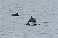 Cephalorhynchus heavisidii