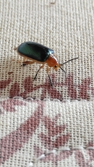 Cacoscelis marginata