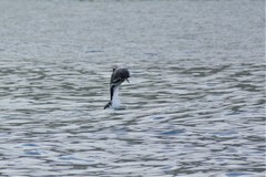 Cephalorhynchus heavisidii